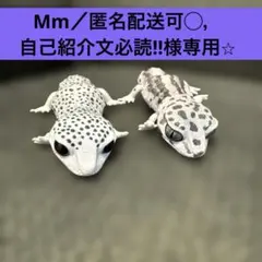 Mm／匿名配送可◯，自己紹介文必読!!様★専用になります╰(*´︶`*)╯レオパ