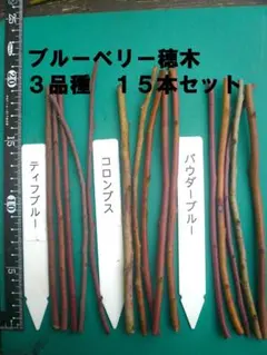2026年最新】ブルーベリー 穂木の人気アイテム - メルカリ
