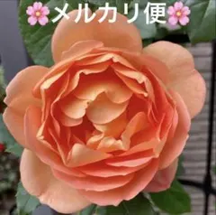 2026年最新】廃盤 バラ苗の人気アイテム - メルカリ