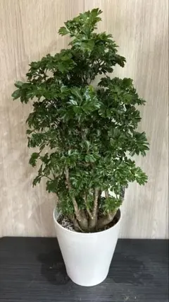 観葉植物 ポリシャス ロベル - メルカリ