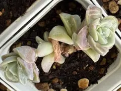 多肉植物 ラブリーローズ錦 白斑 双頭 抜き苗 訳あり - メルカリ