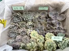 多肉植物　白菊の舞　レインボーシュガー　郡月花のサムネイル