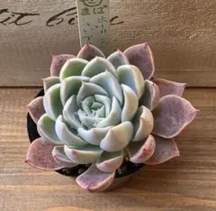 2026年最新】ホーリンゼ 多肉の人気アイテム - メルカリ