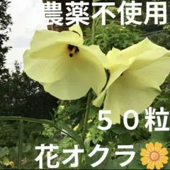 【農薬不使用】花オクラの種 ハナオクラ 食用花 エディブルフラワー ＊❾