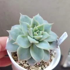 多肉植物 リンゼアナX（コロラータタパルパx臼田リンゼアナ