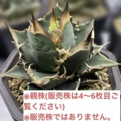 アガベ　実生　直仔株　①〜③からお選びください　トップ強め　連棘のサムネイル