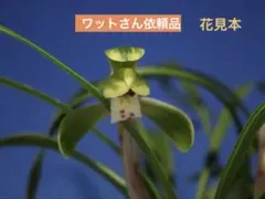 ワット様 リクエスト 3点 まとめ商品