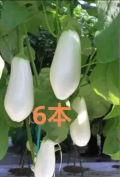 白ナス とろーり旨なす 苗6本 抜き苗