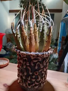 2026年最新】エボリスピナ陽炎の人気アイテム - メルカリ