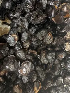 青森県産農薬不使用福地ホワイト黒にんにく1キロ送料無料熟成黒にんにくのサムネイル