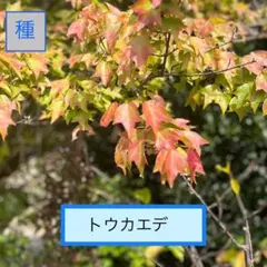 2026年最新】盆栽 楓 カエデの人気アイテム - メルカリ