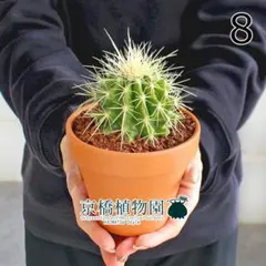 2026年最新】金鯱の人気アイテム - メルカリ