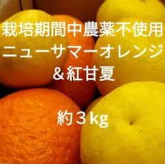 『伊豆半島産ニューサマーオレンジ& 紅甘夏　約3kg』栽培期間中農薬不使用