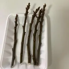 2026年最新】イチジク 挿し穂の人気アイテム - メルカリ