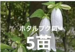 山野草 妖精の舞 シラネアオイ 15E - メルカリ