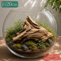 流木74【洞穴風】 自然沈水確認済み - メルカリ