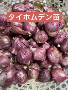 エシャロットShallot、タイのワケギ苗50個サイズバラバラ980円 2026年最新】エシャロットの人気アイテム - メルカリ