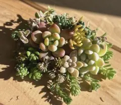 momo moさまご検討用‼︎