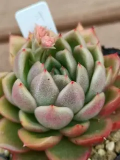 多肉植物 ギルバ 抜き苗発送