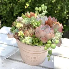 多肉植物寄せ植えそのまま飾れる　バケツ型ポット
