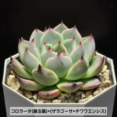 2026年最新】コロラータ 錦玉園の人気アイテム - メルカリ