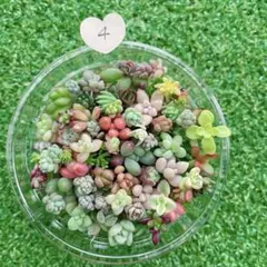 A KURODA様 リクエスト 2点 まとめ商品