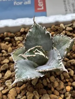 2025年最新】アガベ金剛の人気アイテム - メルカリ