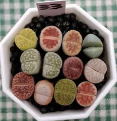 黒表土付き　多肉植物リトープス/コノフィツム　小玉カラフルセット　S33