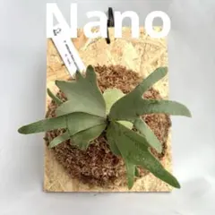 maple4033　P.willinckii nano spore P. Willinckii Yellow Moon Spores - Dwarf Select #29 – HCorchids