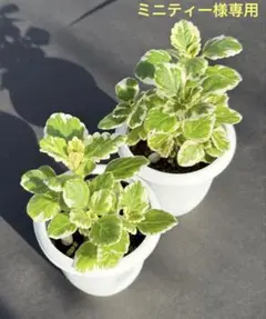 【ミニティー様専用】プレクトランサス　ミントリーフ　◎抜き苗2ポット分◎ 他