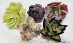 2026年最新】多肉植物エケベリア 韓国苗の人気アイテム - メルカリ