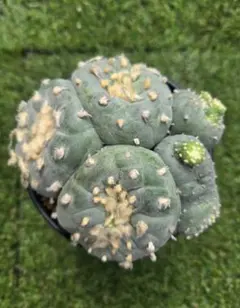 銀冠玉モンストー (カキコ) ロフォフォラ 銀冠玉 モンスト カキコ