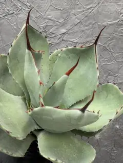 2025年最新】アガベ パリートランカータの人気アイテム - メルカリ