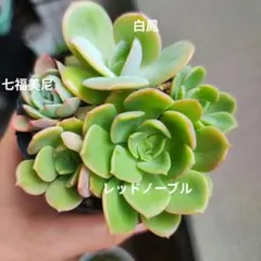 レッドノーブル　白鳳　七福美尼　大きめ　全部　抜き　多肉植物のサムネイル