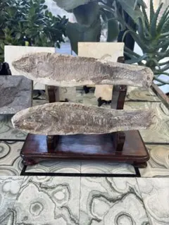 2025年最新】化石 アスピドリンクスの人気アイテム - メルカリ