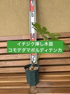 イチジク苗　コルデダマボルディソテンカ　挿し木　6012のサムネイル