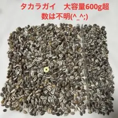 タカラガイ　600g超セット