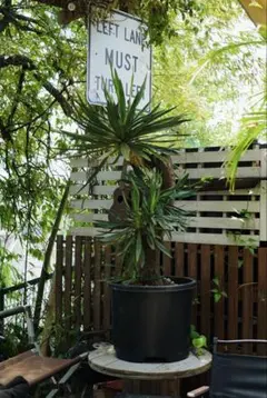 ユッカ 観葉植物 幹太 二股 ユッカ 観葉植物 幹太 二股 - メルカリ