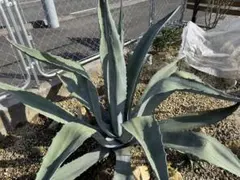 バンド幅最強！ライムグリーン 白棘 オテロイ チタノタ アガベ バンド幅最強！ライムグリーン 白棘 オテロイ チタノタ アガベ バンド