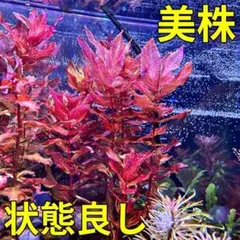【美株】ロタラマクランドラ斑入り（バリエガータ）水中葉3株のサムネイル