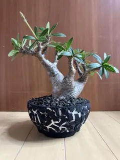 2026年最新】lef botanicalの人気アイテム - メルカリ
