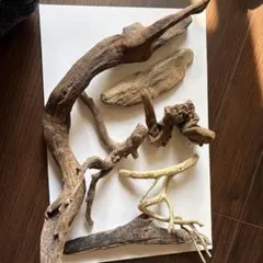 流木セット 様々な形状とサイズ