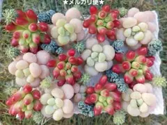 【メルカリ便】ロココ 虹の玉錦 オーロラ セダム詰め合わせ