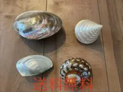 2026年最新】貝殻 標本 タカラの人気アイテム - メルカリ