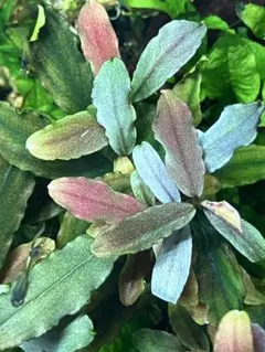 アヌビアス・ナナホワイト＋ブセファランドラ・バイオレット　セット ブセファランドラ sp. Deep blue | すべての商品 | Aquarium TALLMAN