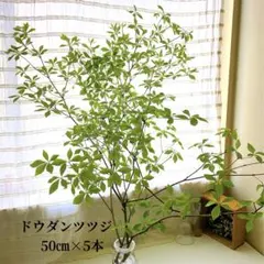 祝の盃形。。山採りヤマツツジ。 山ツツジ 株立ち 約1.4m 現品発送 美樹形株 特大株 大苗植木