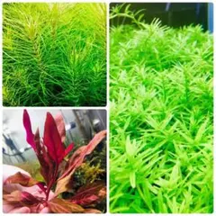 毎朝発送】水草セット（水上葉、無農薬、スネールなし） - メルカリ