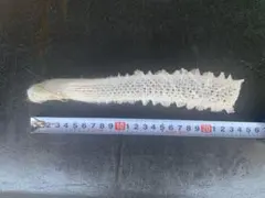 極希少☆極美品カイロウドウケツ 縁起物 深海生物 25-30cm 標本 - メルカリ