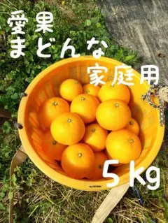 751愛果 まどんな 家庭用 ５kg