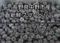 【北信州中野産　新鮮ブルーベリー　家庭用1500g】ジャム用にも◎長野産のサムネイル